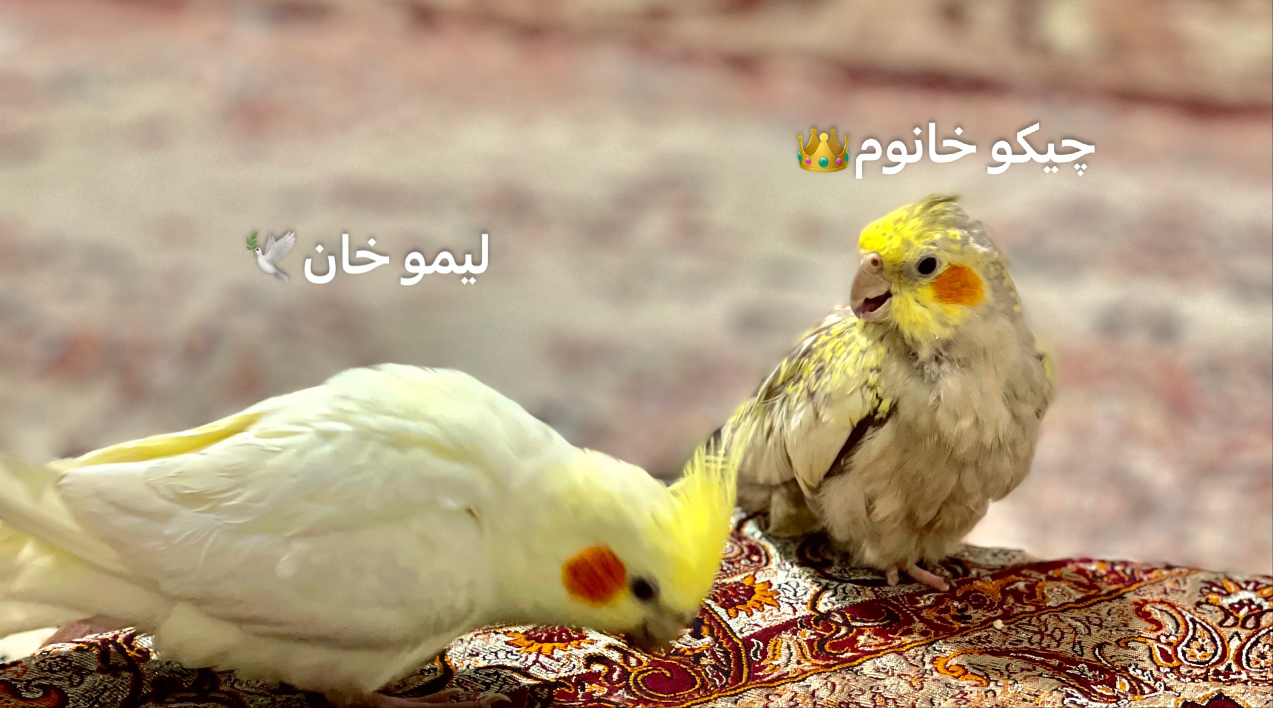 تصویر گالری لیمو