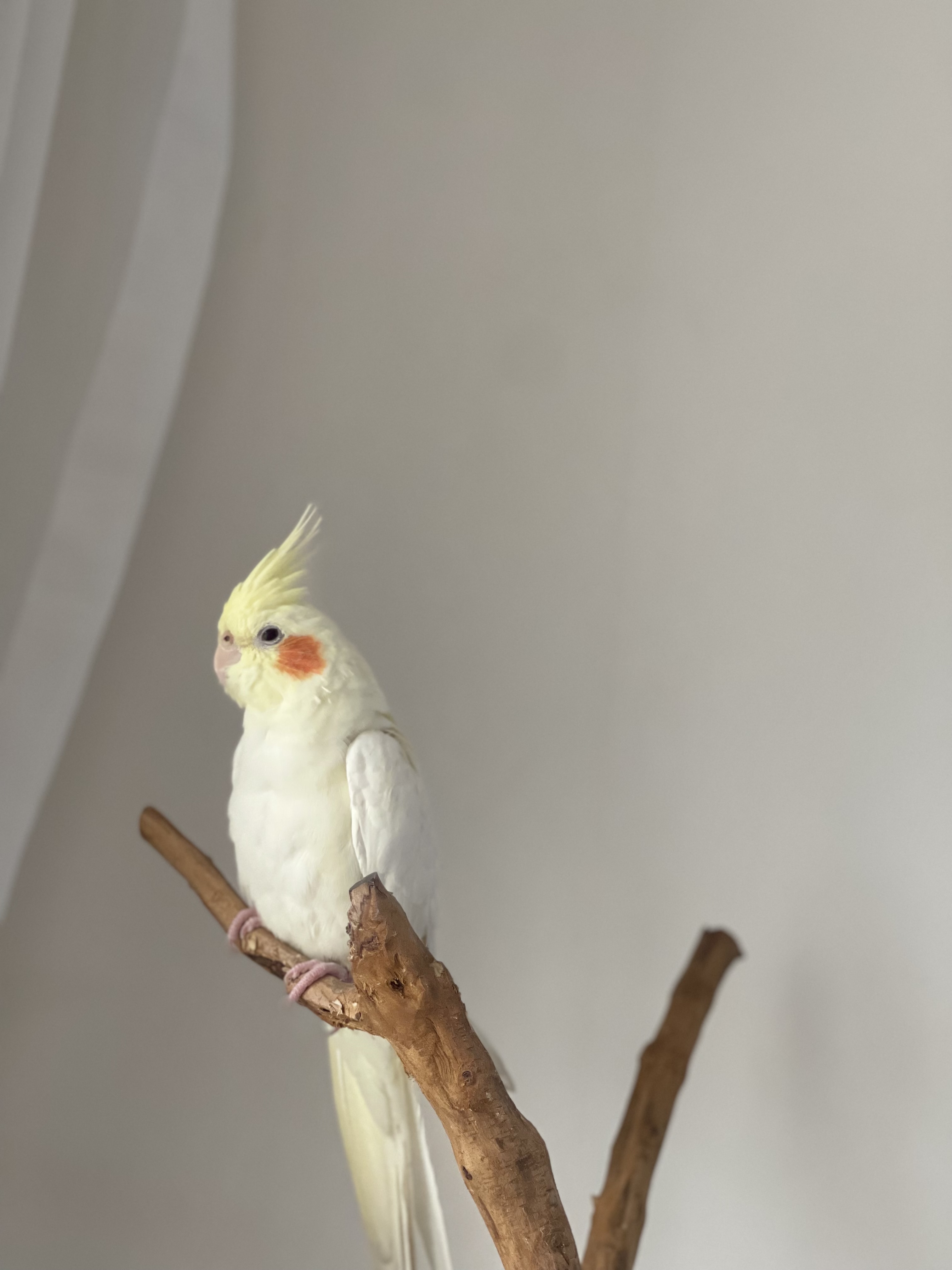 تصویر گالری لیمو