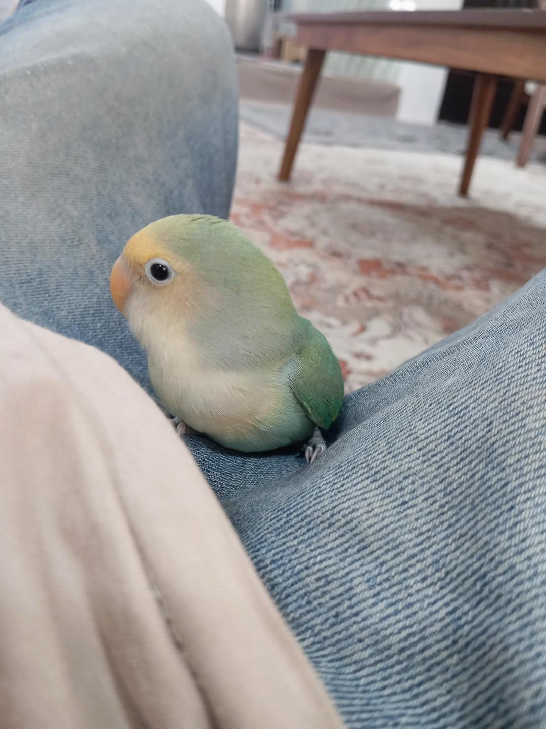 طوطی