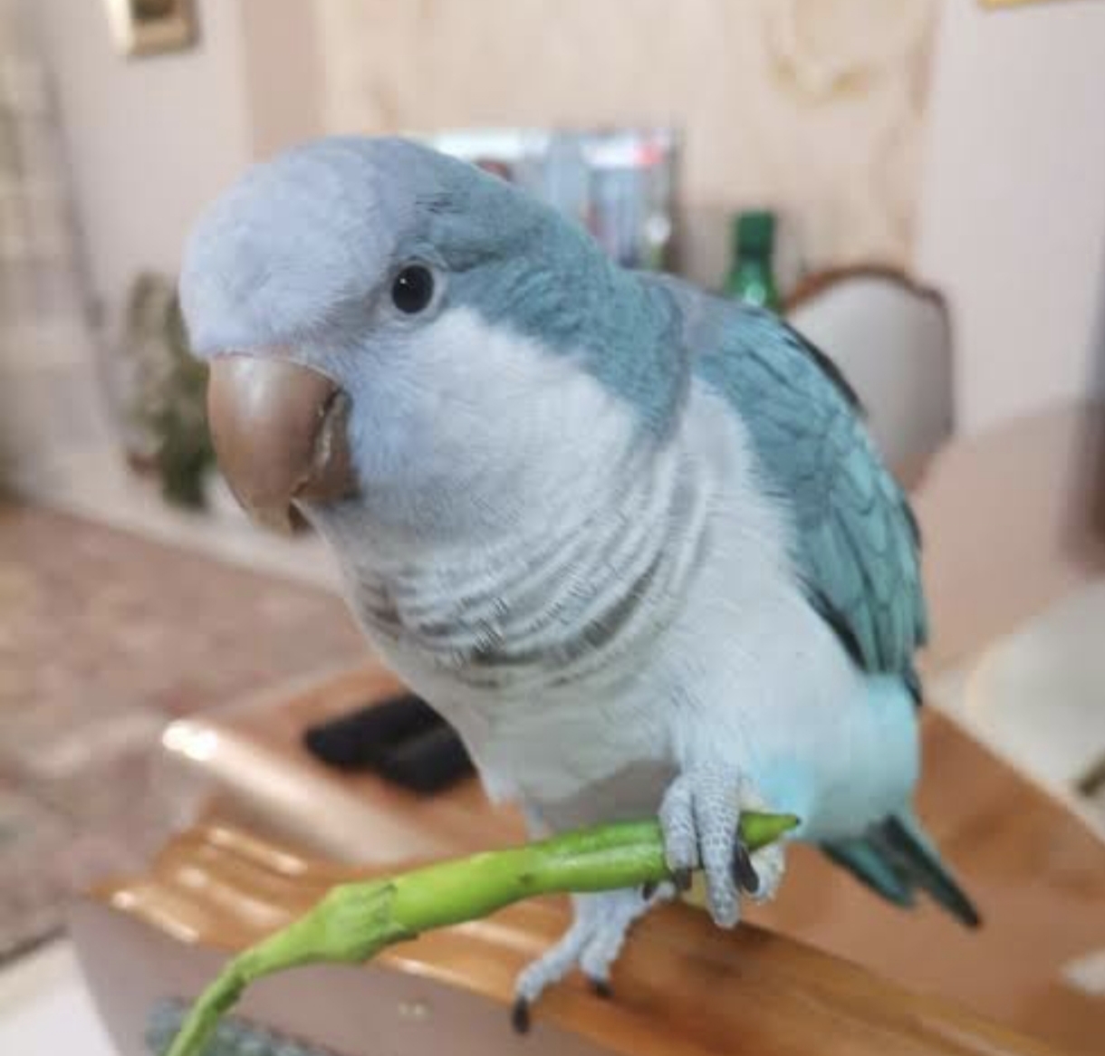 طوطی