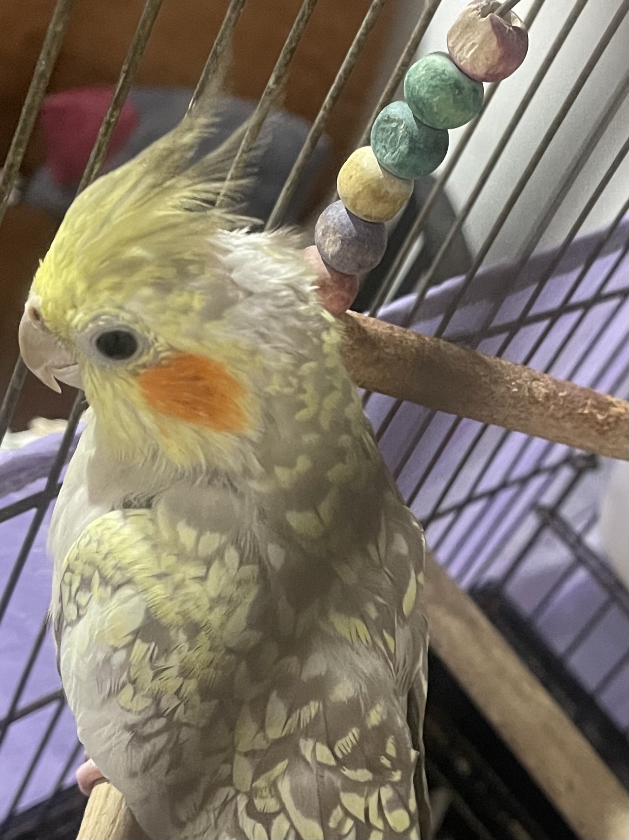 چیکو